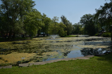 Beautiful algae pond with fountain on a summer day on Toronto Island