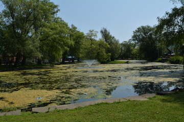 Beautiful algae pond with fountain on a summer day on Toronto Island