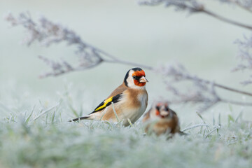 Szczygły, ,kolorowe ptaki na oszronionej łące © M