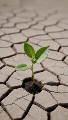 Cracked Earth with Emerging Green Sprout