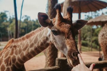 Close-up portrait of a giraffe