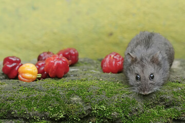A Campbell dwarf hamster is ready to eat a ripe Surinam cherry that has fallen to the ground. This rodent has the scientific name Phodopus campbelli.