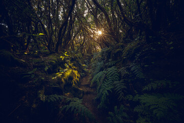Laurisilva forest in the Anaga rural park