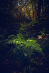 Laurisilva Forest of Anaga