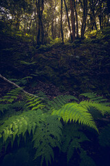 Laurisilva Forest of Anaga