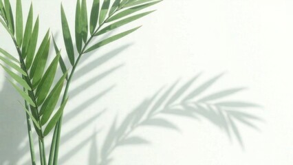 Fototapeta premium Light and shadow of palm leaves, palm leaves on a white background. Abstract tropical leaf silhouette, natural pattern for wallpaper, spring, summer texture.