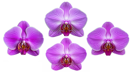 A stunning Phalaenopsis orchid with delicate lavender and white gradient petals, perfectly centered on a pristine white background
