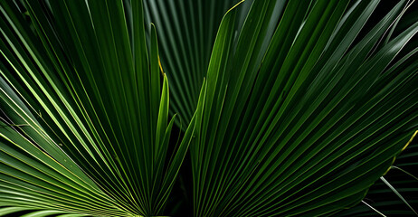 Fototapeta premium Green Anahaw Leaf that is shaped like a fan with beautiful patterns.
