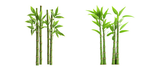 Bamboo Plant on Transparent Background