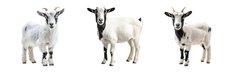 Obraz premium Charming Goat Trio on Transparent Background