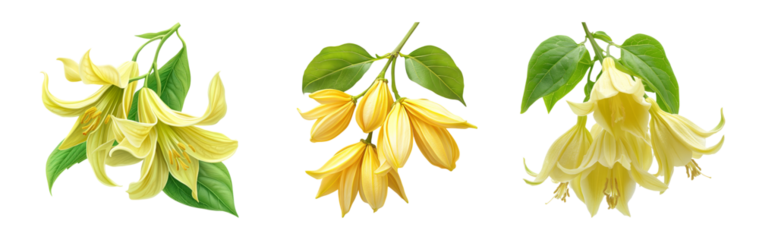 Yellow Floral Illustrations on Transparent Background