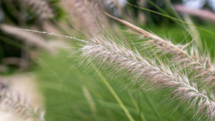 Obraz premium grass in the wind