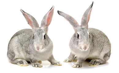 Fototapeta premium grey rabbit on a white background