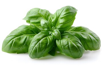 Fototapeta premium Fresh Basil Leaves Isolated on White Background for Culinary Use and Design