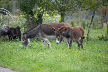 beautiful and hairy donkeys from northern Italy