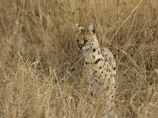 Serval im hohen Gras