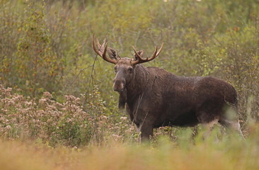 Łoś (Alces alces) moose © Bartosz Rakoczy