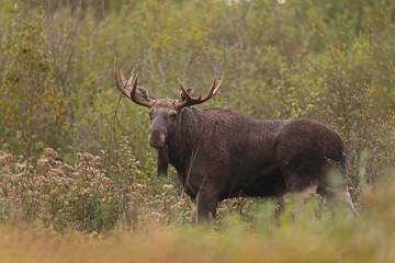 Łoś (Alces alces) moose © Bartosz Rakoczy