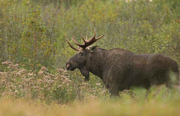 Łoś (Alces alces) moose © Bartosz Rakoczy