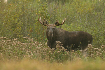 Łoś (Alces alces) moose © Bartosz Rakoczy