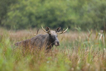Łoś (Alces alces) moose © Bartosz Rakoczy