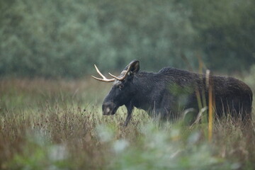 Łoś (Alces alces) moose © Bartosz Rakoczy