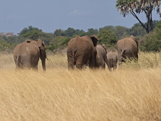 Elefantenherde im Gras von Kenia