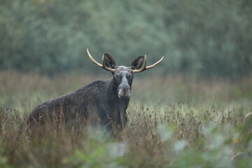 Łoś (Alces alces) moose © Bartosz Rakoczy
