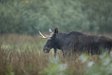 Łoś (Alces alces) moose © Bartosz Rakoczy