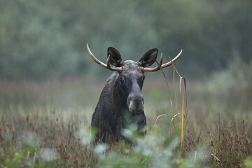 Łoś (Alces alces) moose © Bartosz Rakoczy