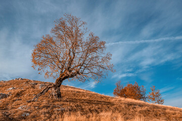 Scenic view of a bare tree growing on a grassy hill during the fall season, with a clear blue sky