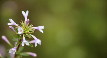 Obraz premium close up of a white flower