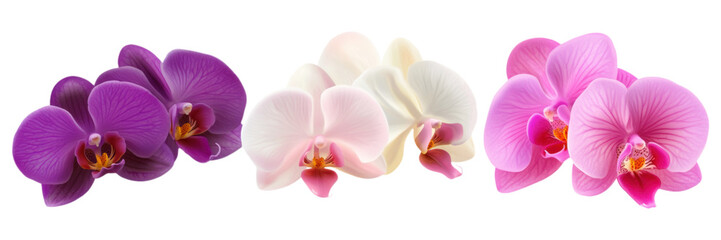 Obraz premium Beautiful Orchid Flowers Purple Pink White Phalaenopsis Blooms