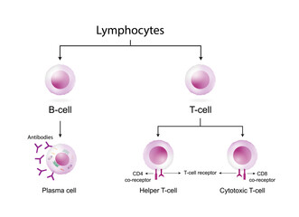Types of Lymphocytes, adaptive immune system, cytotoxic and Helper t cells, B cell, plasma cell and memory cell. vector illustration.