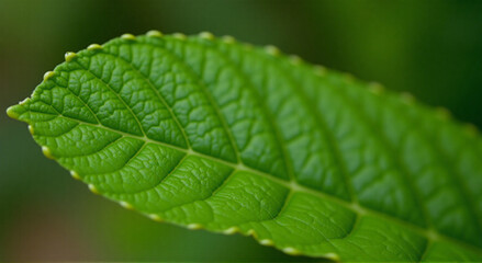close up of green leaf