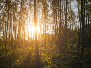Obraz premium Birch grove with golden leaves in golden autumn, illuminated by the sun at sunset or dawn. Aesthetics of vintage film.