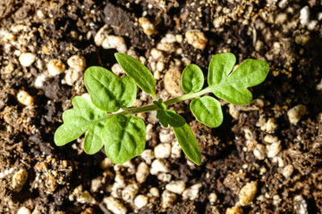 Young green tomato seedling in fertile brown soil.