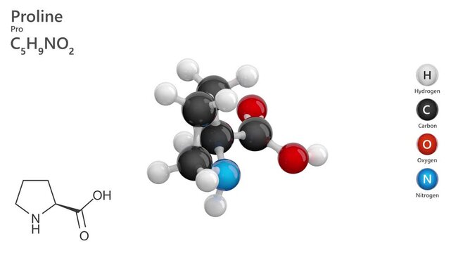 Proline (Pro or P). Non-essential amino acid. Animated 3D model of a molecule. Molecular formula: C5H9NO2. Chemical model: Ball and sticks. White background. 3D rendering. Seamless loop.