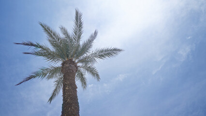 A tall green palm tree stretches towards the clear blue sky on a sunny outdoor day, capturing the essence of tropical nature and relaxation.