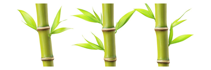 Fototapeta premium Lush Green Bamboo Shoots Leaves Stems Isolated Nature Plant