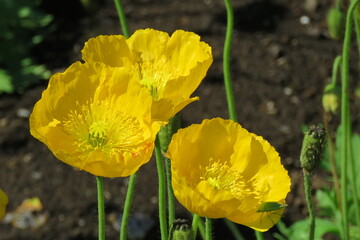 Obraz premium Flower Yellow-23