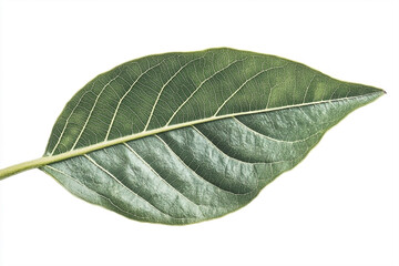 Obraz premium Close-Up of Fresh Guava Leaf on White Background