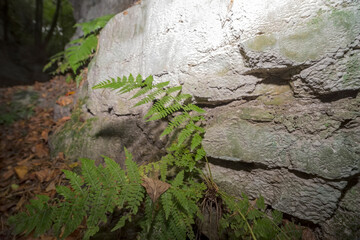 Jesień wśród białych skał wąwozu. Paproć rosnąca na dnie ciemnego skalistego wąwozu w jesienny dzień. © Grzegorz