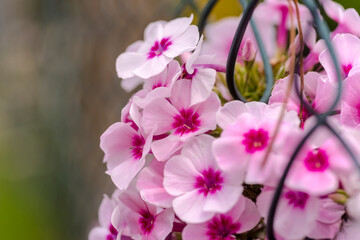 Różowe kwiaty wystające z podwórka przez siatkę ogrodzenia. Piękne małe kwiatki w ogrodzie domu otoczonego lasem w sierpniowy poranek w mieście. © Grzegorz