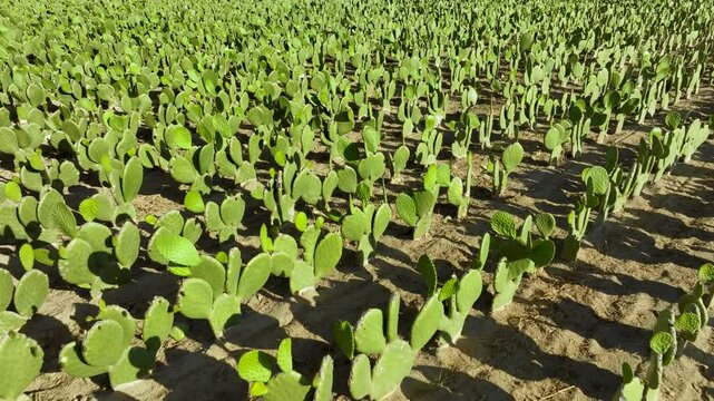 Drone video of a crop field of cactus or prickly pears