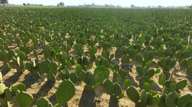 Aerial push-in video of a crop field full of cactus in Mexico, a plantation of prickly pear cactus from the air