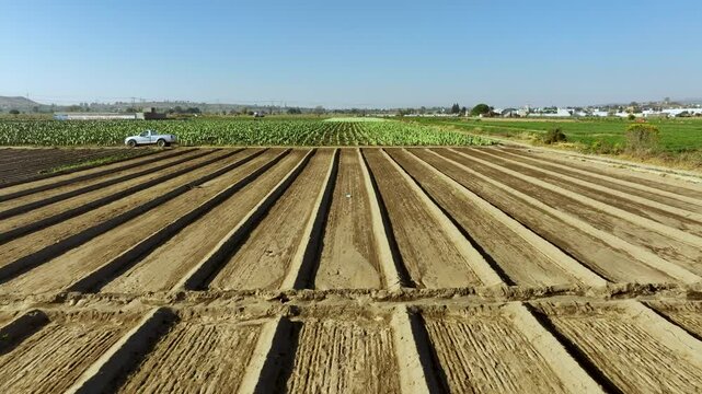 Aerial footage of a typical farmland in Mexico, the first half is recently harvested and the other half of the crop field is full of cactus