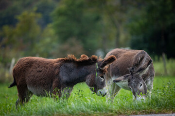 beautiful and hairy donkeys from northern Italy
