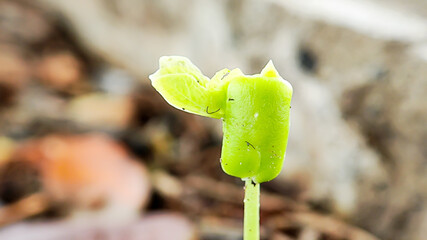 young plants that grow from plant seeds in nature with fertile soil.