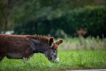 beautiful and hairy donkeys from northern Italy